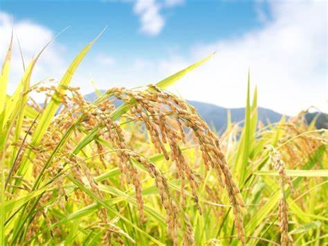 Le prix du riz toujours en augmentation