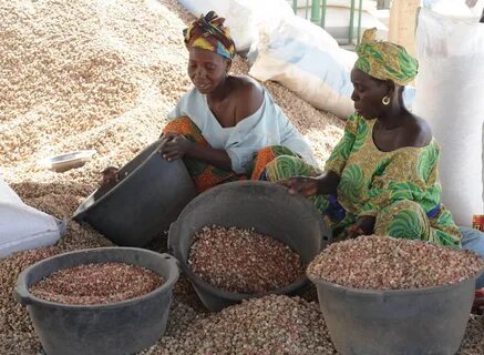 Sénégal : le gouvernement annonce la reprise des exportations d'arachide