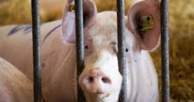 Cap-Vert : un foyer de peste porcine africaine confirmé sur l'île de São Nicolau (responsable)