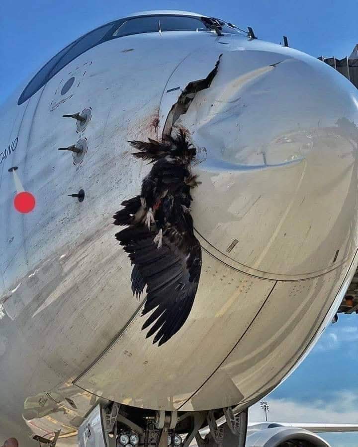 Un Airbus d'Iberia a fait un atterrissage d'urgence à Madrid après une collision avec un vautour     